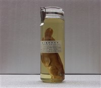 藏品(橫紋九刺鮨)的圖片